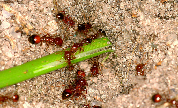 Truly Tips - Ants