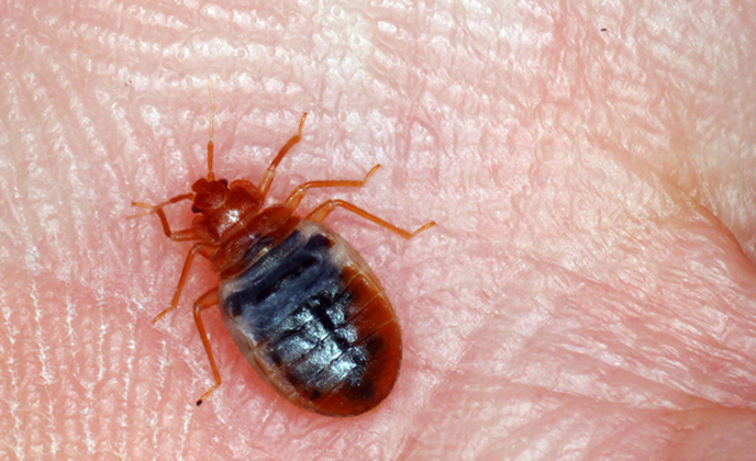 Truly Tips - Bed Bugs